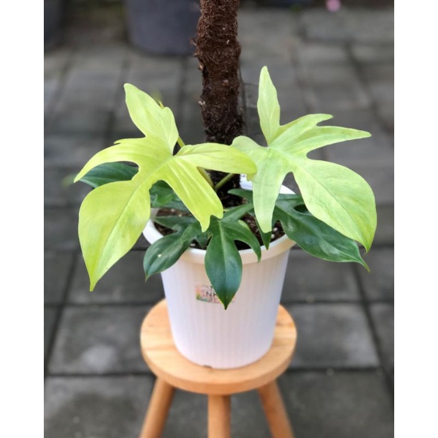 tanaman hias - tanaman philodendron florida ghost - philodendron florida ghost mint - philodendron m