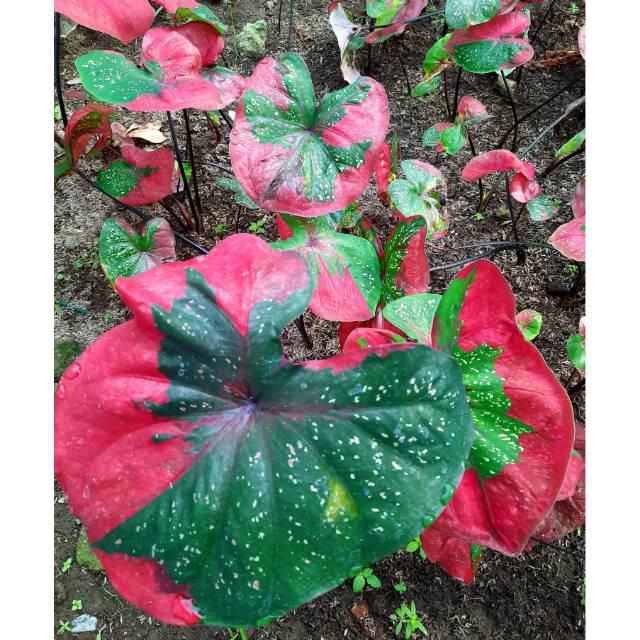 Caladium Baret
