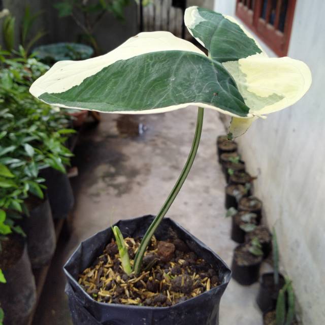 Keladi tikus varigata