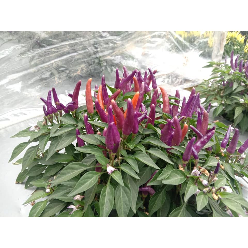 Benih Bibit Biji - Cabai Sangria Confetti Ornamental Cabe Rainbow Pepper Seeds