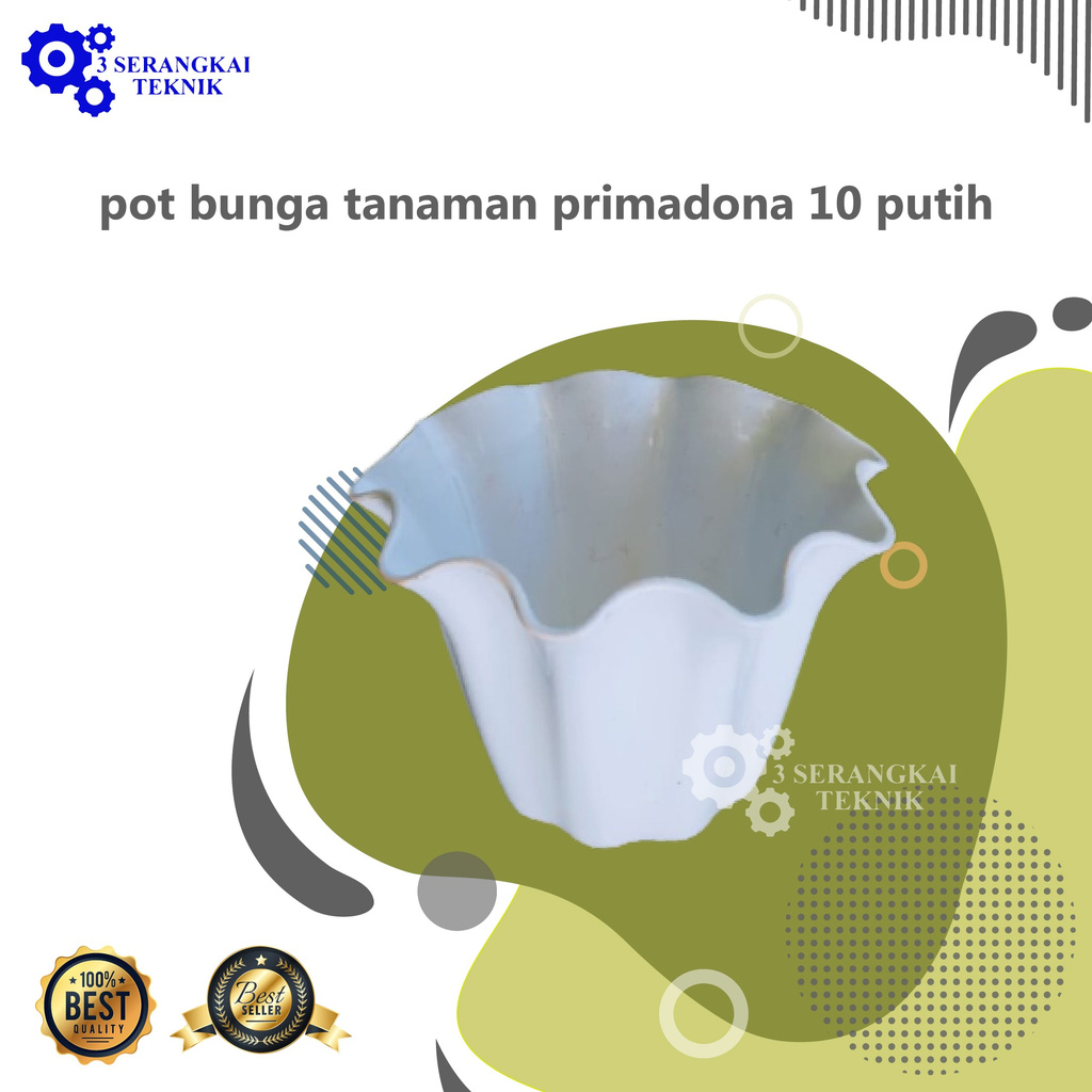 pot bunga tanaman primadona 10 putih