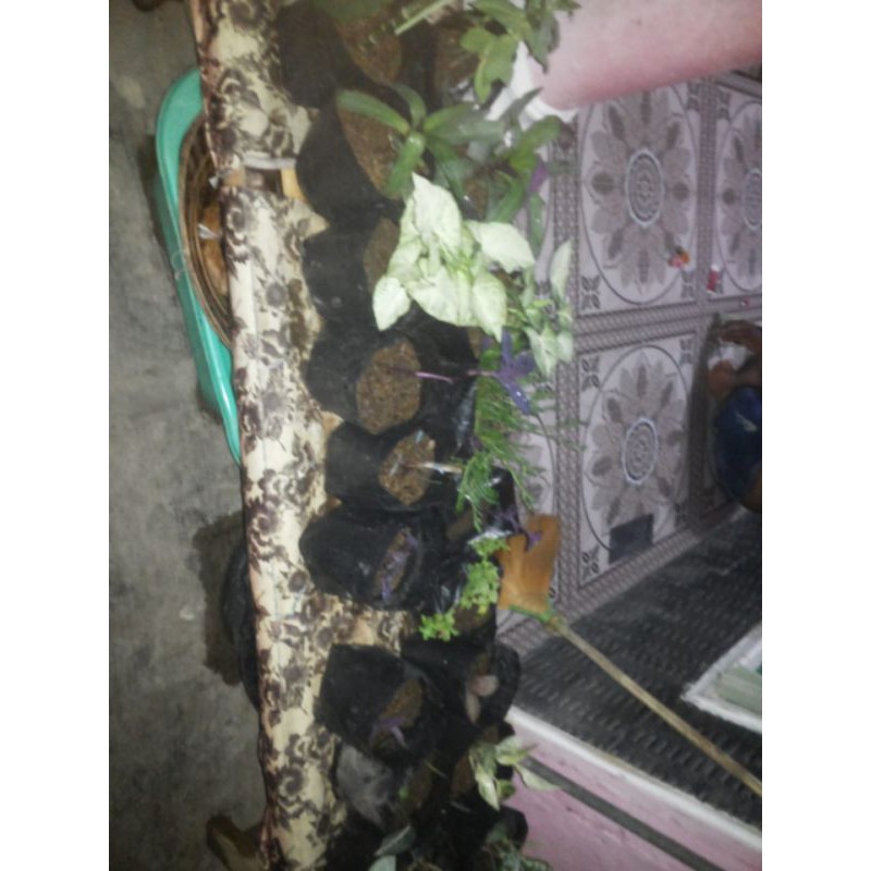 bungaBegonia