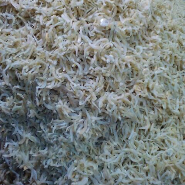 

Ikan teri asli medan