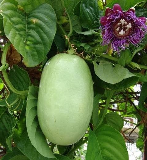 Bibit markisa jumbo - pohon markisa jumbo - erbis