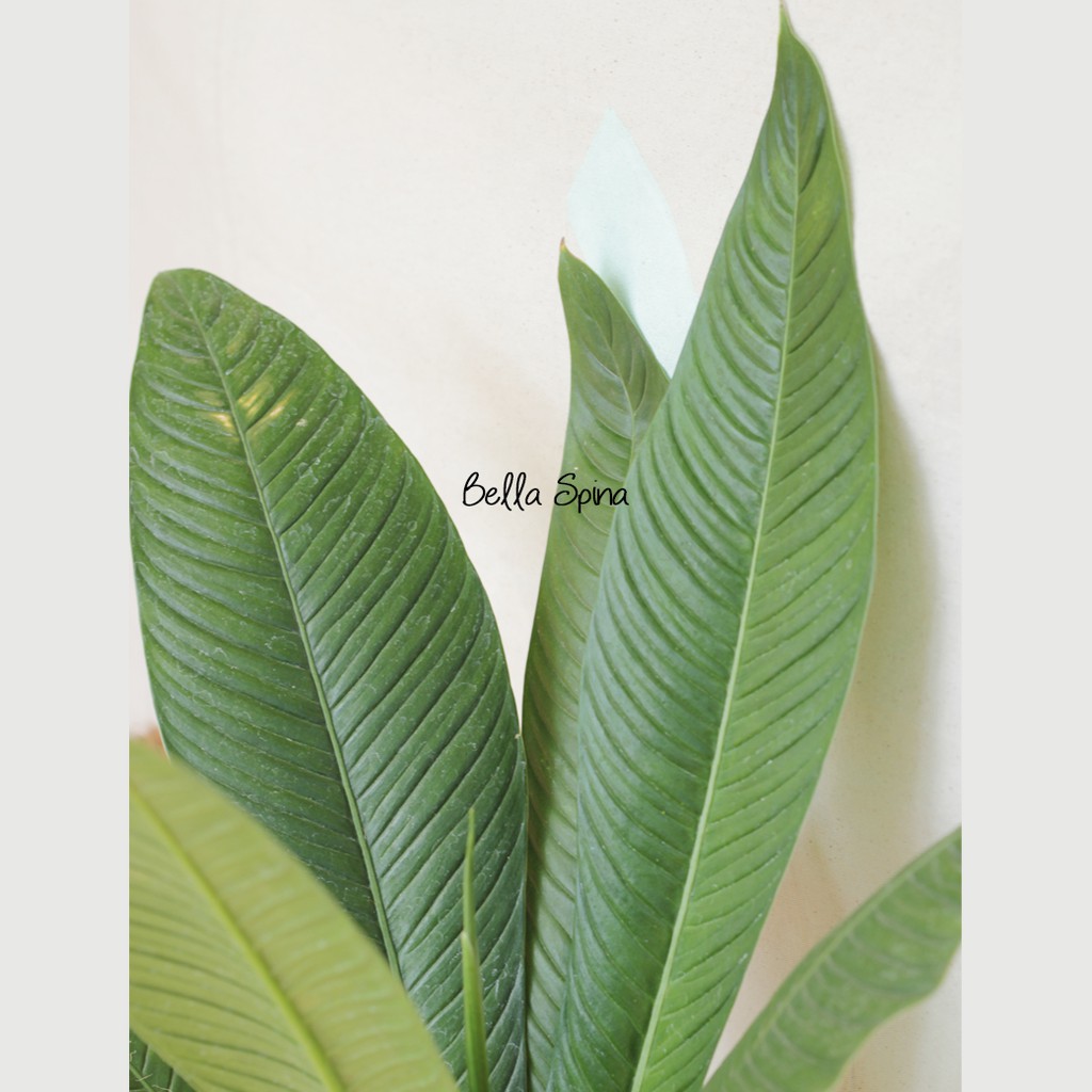 Tanaman Philodendron Linette Th 48 Shopee Indonesia