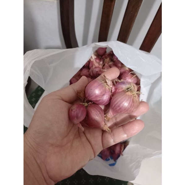 

bawang merah enrekang