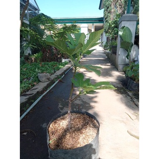 Pohon Tin / Buah Tin