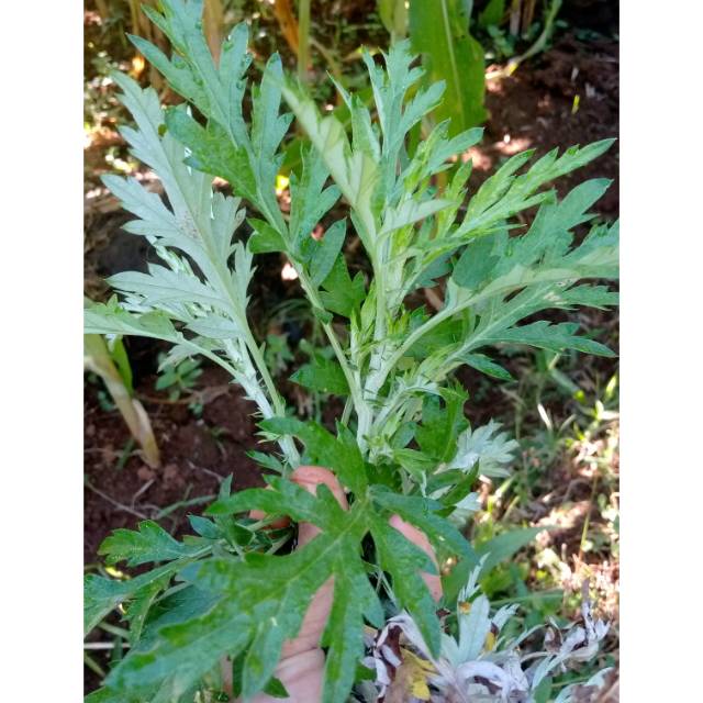 

DAUN SUDOMOLO SEGAR 500 GRAM / TANAMAN SUDOMOLO