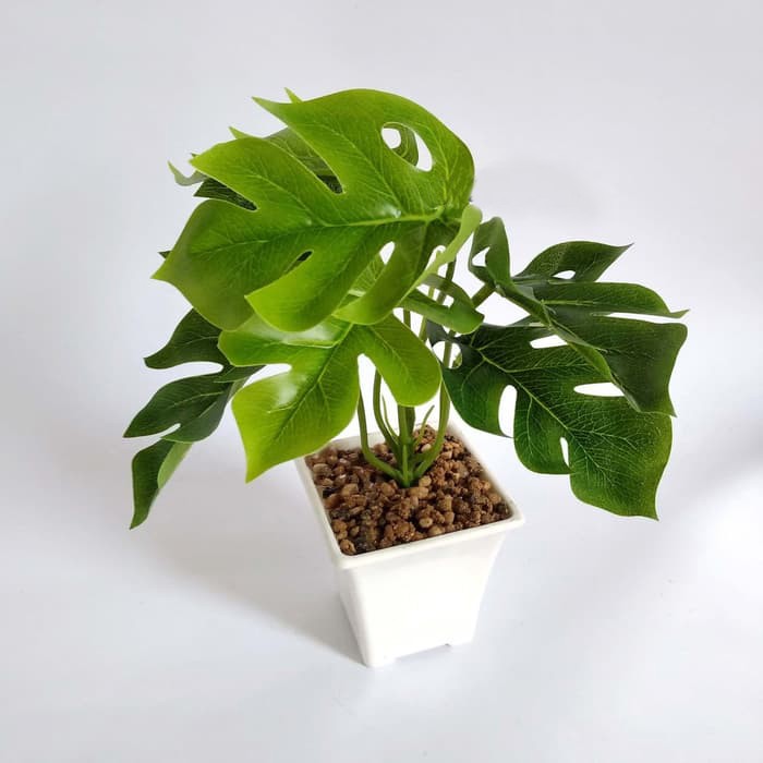 Naindo Bunga Monstera Mini Aritifisial lengkap pot tinggi Naindo Bunga Monstera Mini Aritifisial lengkap pot tinggi