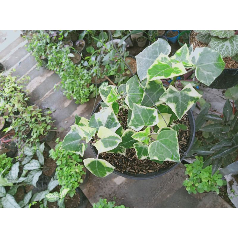 Tanaman hias bunga gantung Ivy Inggris varigata