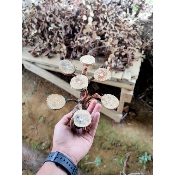 pohon bonsai Aquascape