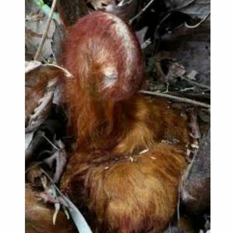 Tanaman pakis monyet/ tanaman hias pakis monyet gimbal