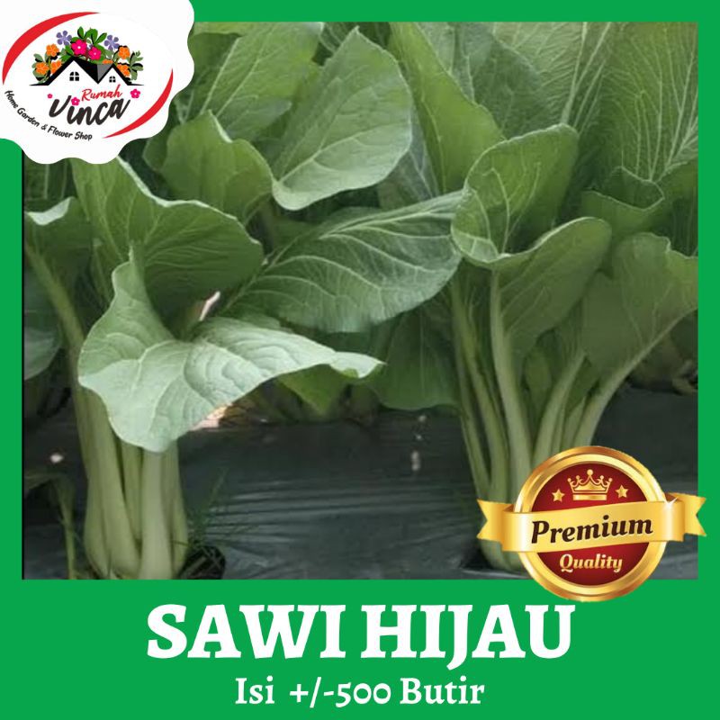 BENIH BIBIT BIJI SAYURAN SAWI HIJAU