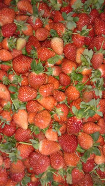 

STRAWBERRY LOKAL KILOAN