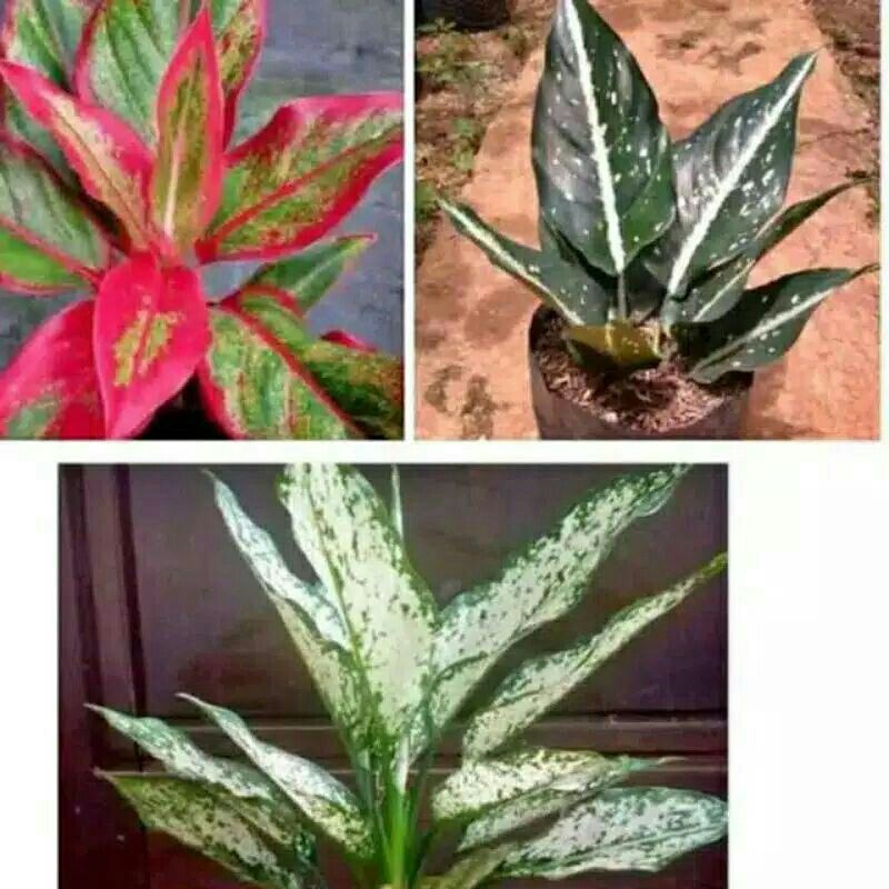 paket 3 jenis aglonema-PROMO Paket 3 Aglonema-paket 3 jenis aglonema promo