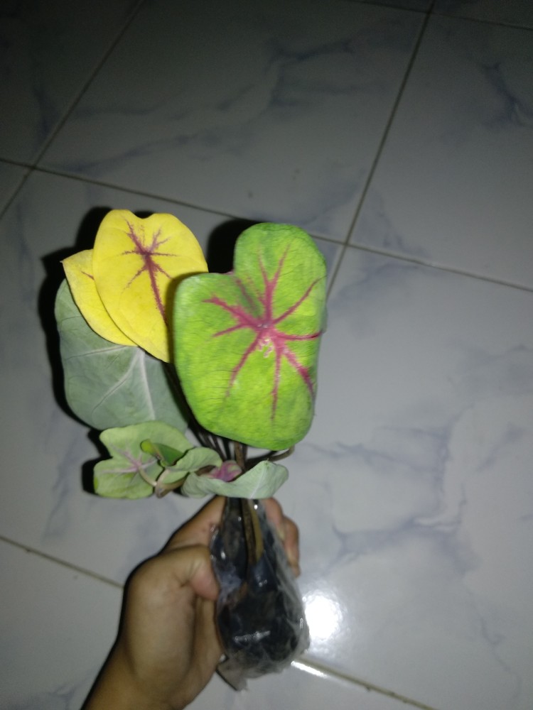 Keladi Joker / Keladi Hias Murah