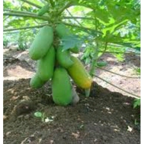 105 Biji Pepaya Kalina Kalifornia Benih California Betina Bukan Gantung