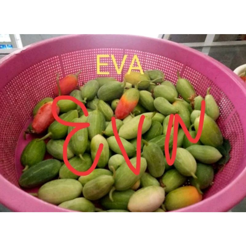 

Buah timun tikus / timun padan / coccinia 1 kg