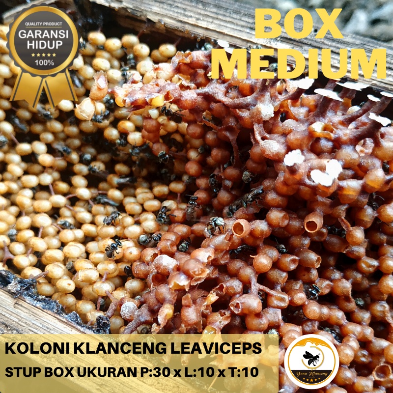 Koloni Klanceng Leavicep / Ternak Lebah Klanceng  /  Klanceng Trigona/ / Bibit Klanceng / Setup Klan