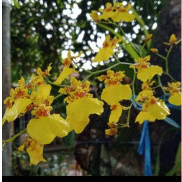 ANGGREK ONCIDIUM GOLDEN SHOWER
