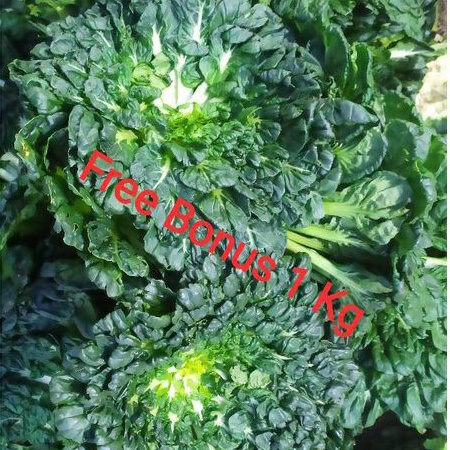 Pagoda | Sawi Pagoda | Sayur Pagoda+ Gratis Bonus