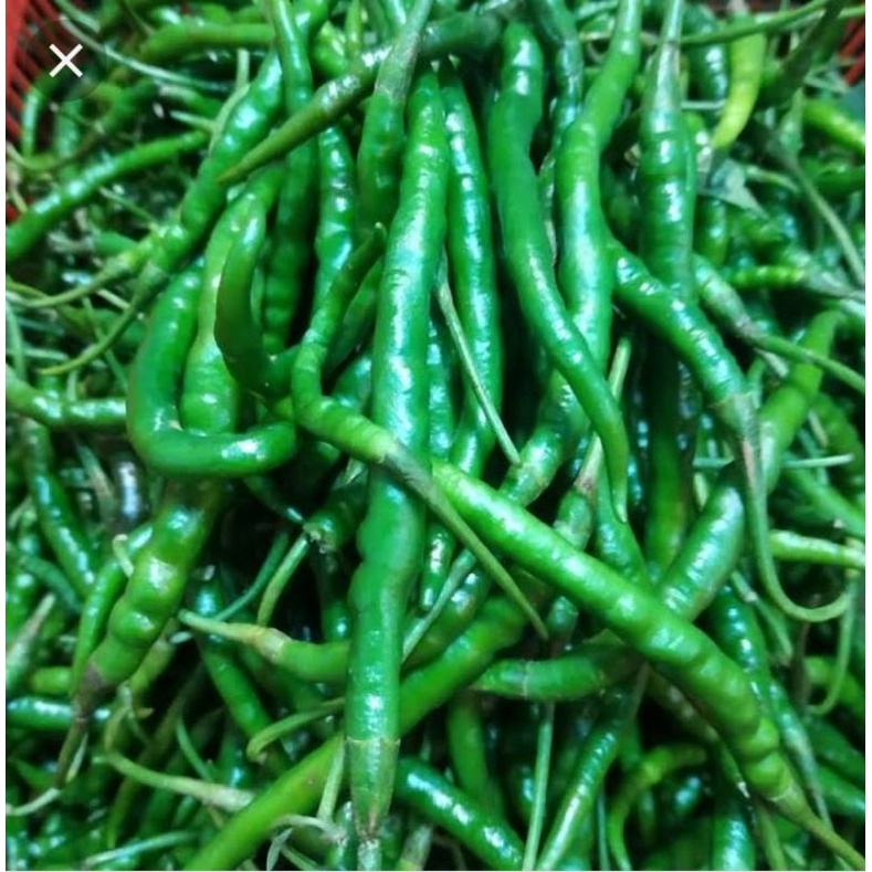 cabe ijo keriting