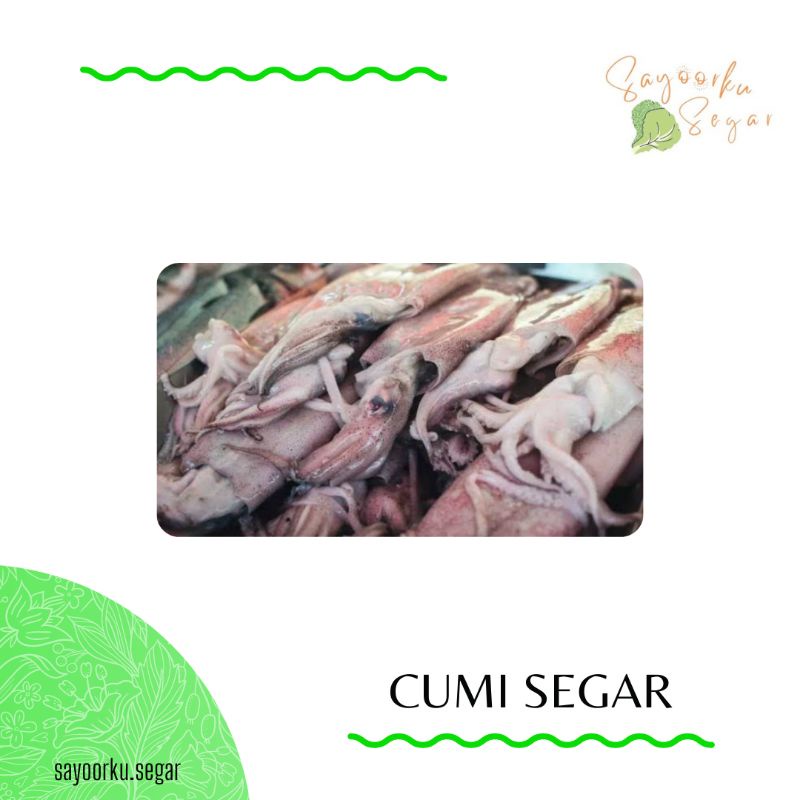 

KIRIM BESOK Cumi - cumi segar / Cumi tinta segar