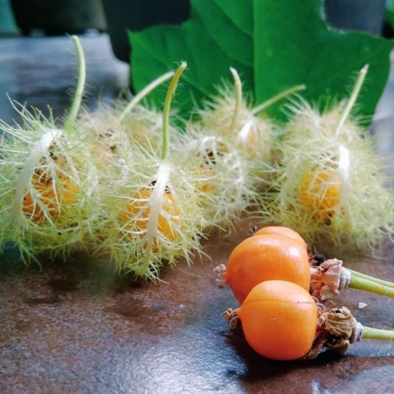 25 Benih Rambusa RAMBUTAN MARKISA mini Anti Kanker