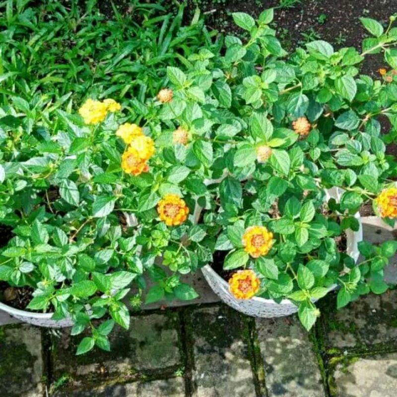 tanaman hias lantana bunga merah,kuning,putih,ping