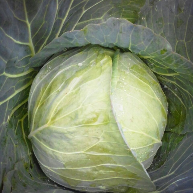 

Kol segar asli ciwidey langsung panen dari kebun sendiri