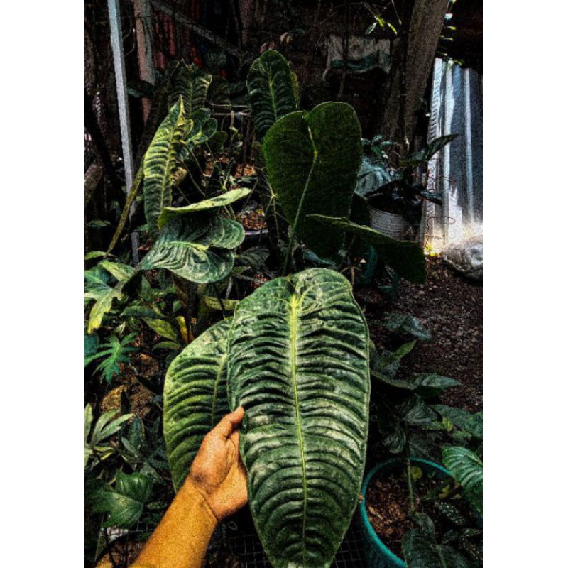 bibit bunga anturium veitchii anturium cod