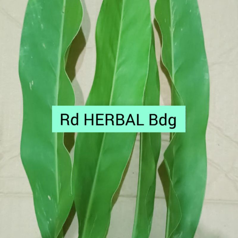 

Jual Daun Laos LengKuas 350 Gram