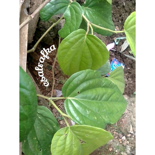 

daun SIRIH segar herbal