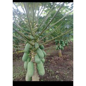 2BIBIT TANAMAN JADI PEPAYA CALIFORNIA F1