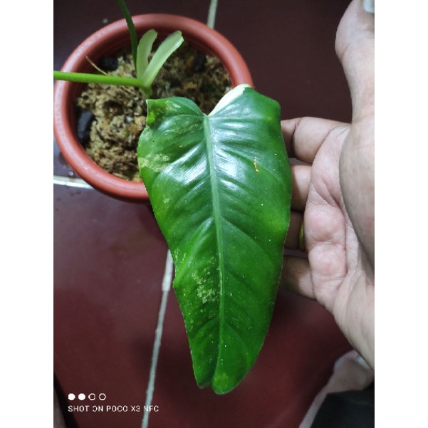 Philodendron Domesticum Varigata