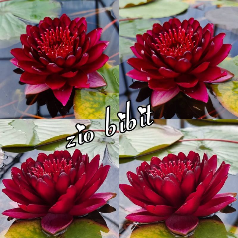 Bibit Benih lotus teratai mini merah mutiara original
