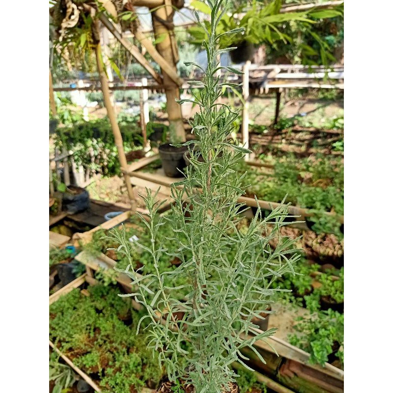 lavender/ mexican lavender