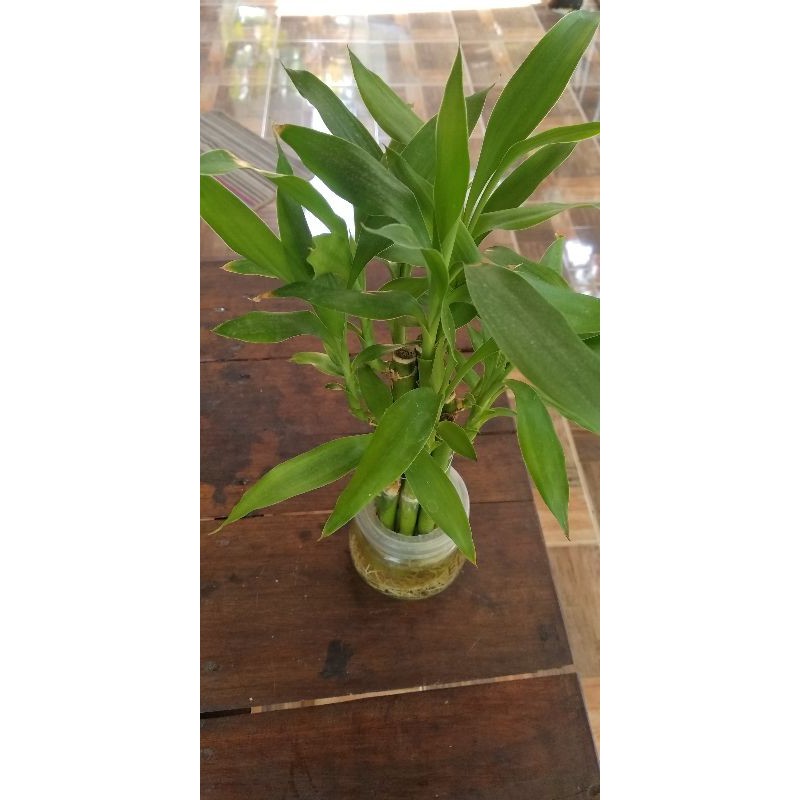 Bambu hoki per batang