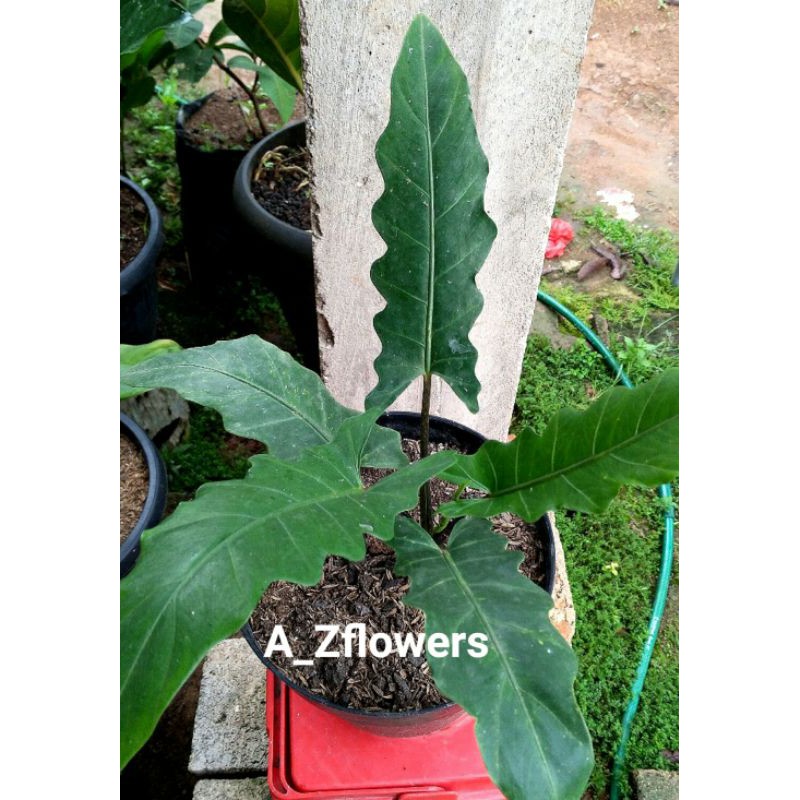 TANAMAN HIAS KELADI HITAM PAPUA,keladi keris hitam