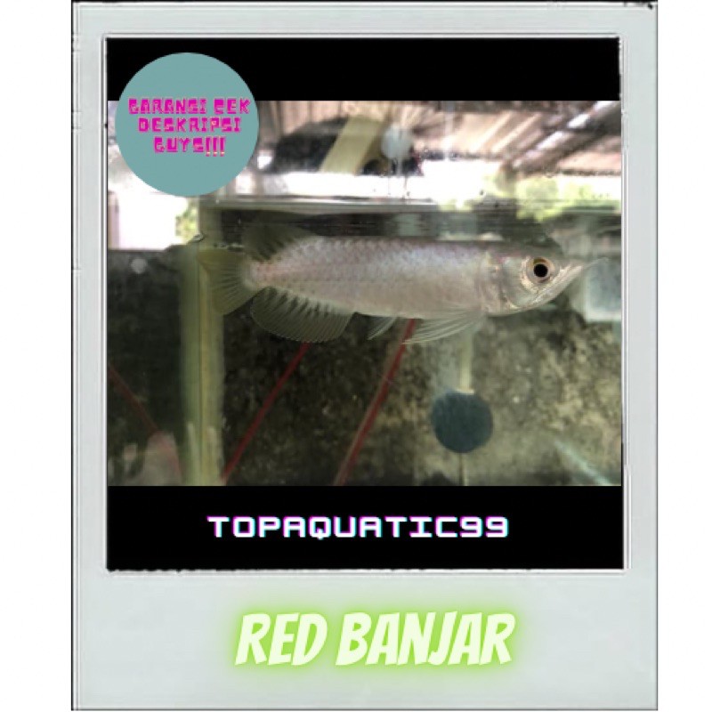 Arwana red banjar 12-13cm sertifikat + cip
