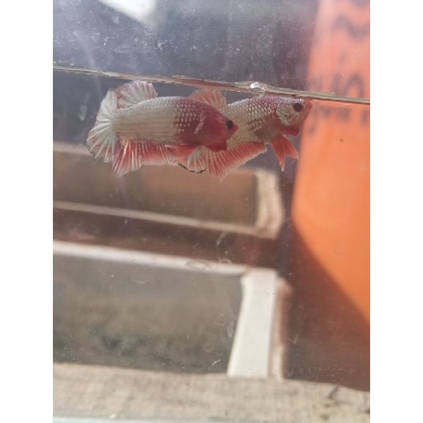 BlueRim,Hellboy,Nemoxy, Copper dll