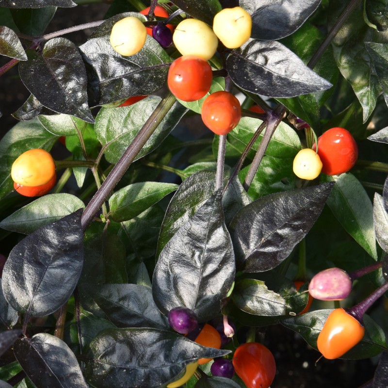 Benih Bibit Biji - Cabai Pelangi Multiwarna Cabe Bolivian Rainbow Pepper