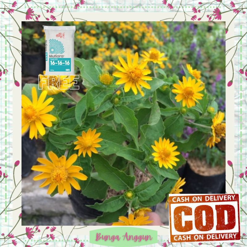 Tanaman Hias Bunga Kembang Seribu Bintang ( Daisy ) hidup asli dekorasi taman bergaransi