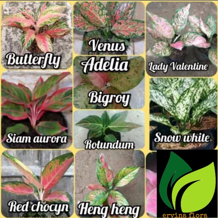 10 tanaman hias aglonema murah - paket aglonema - aglaonema