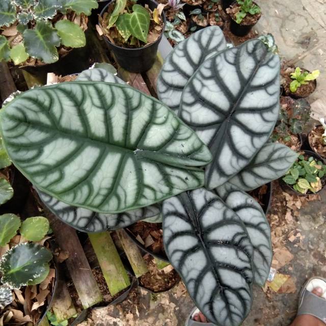 Alocasia Dragon Silver Shopee Indonesia