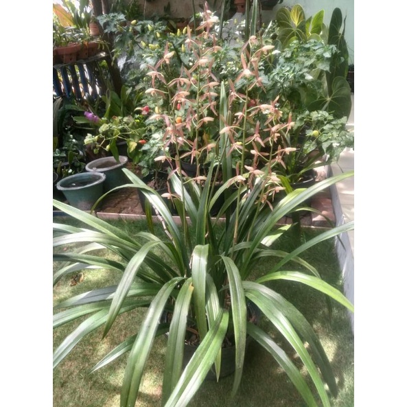 Cymbidium Ensifolium
