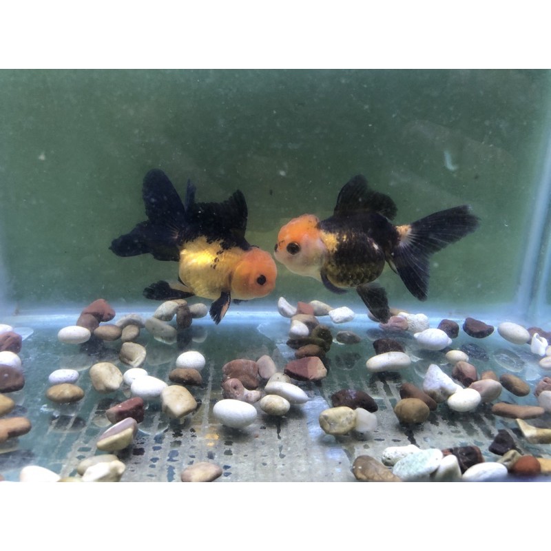 Ikan Mas Koki Oranda 3c/Tancho