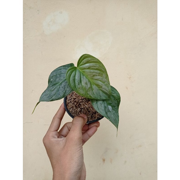 philodendron majestic
