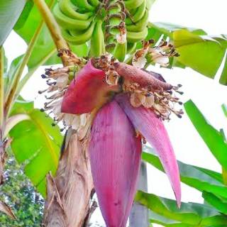  Jantung  Pisang  Shopee Indonesia