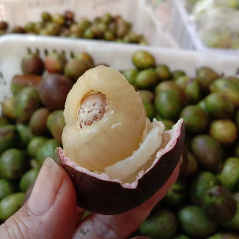 

MATOA 1KG MURAH (RASA 3 BUAH = DURIAN, LECI, KELENGKENG,RAMBUTAN)GRATIS ONGKIR FREE PACKING & FREE GIFT